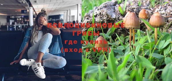 сатива Новодвинск